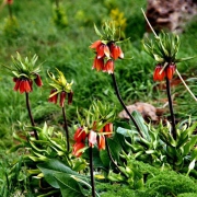 طبیعت الیگودرز