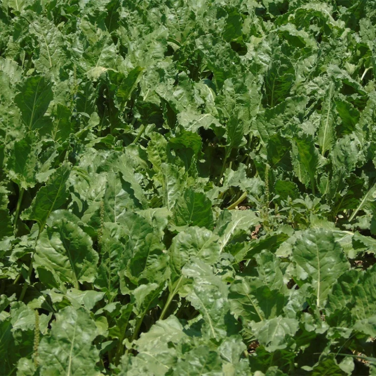 چغندر الیگودرز