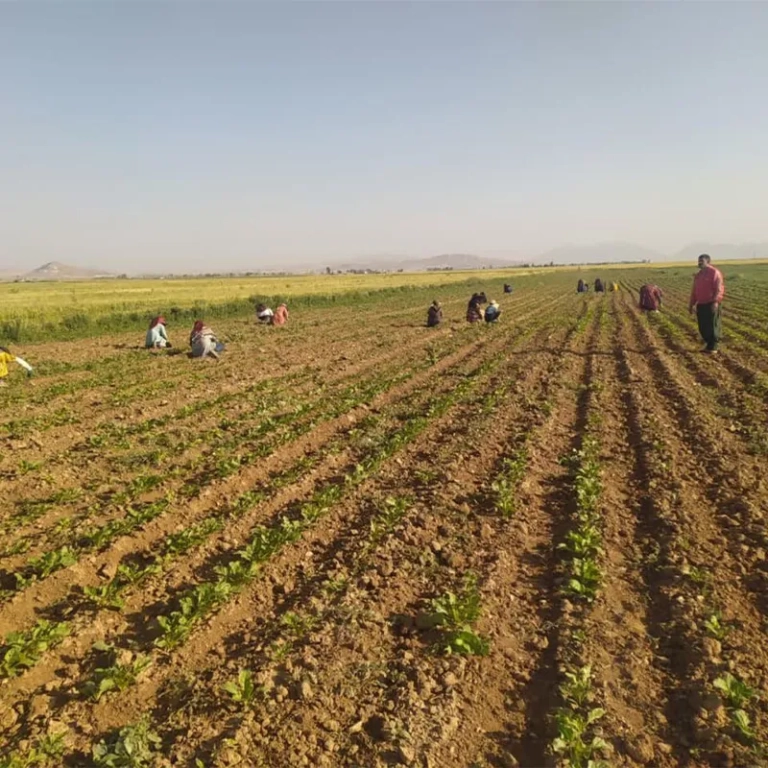 کشاورزی الیگودرز