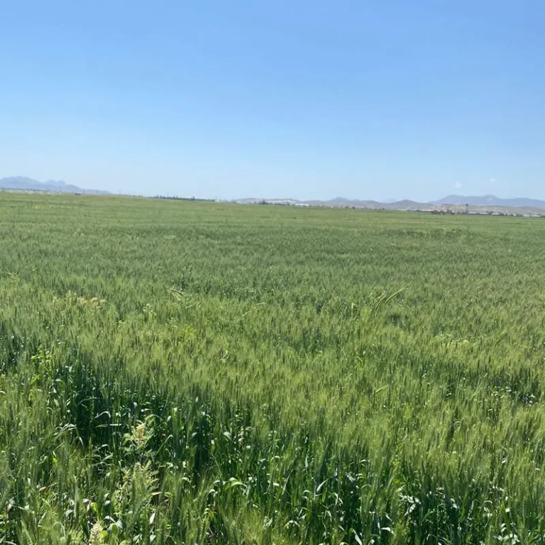 کشاورزی شرکت عمران و توسعه الیگودرز