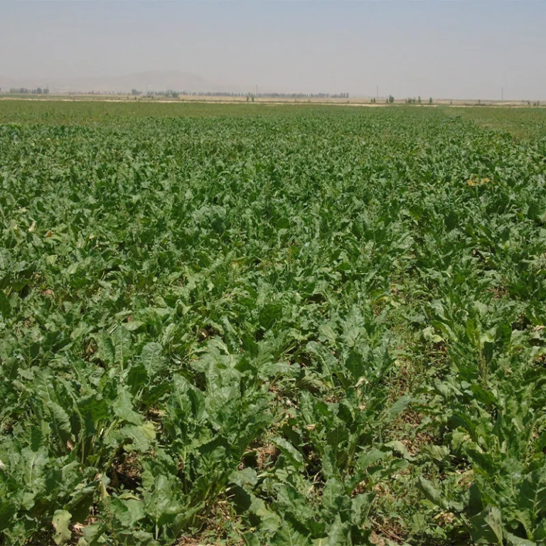 آبیاری کشاورزی الیگودرز