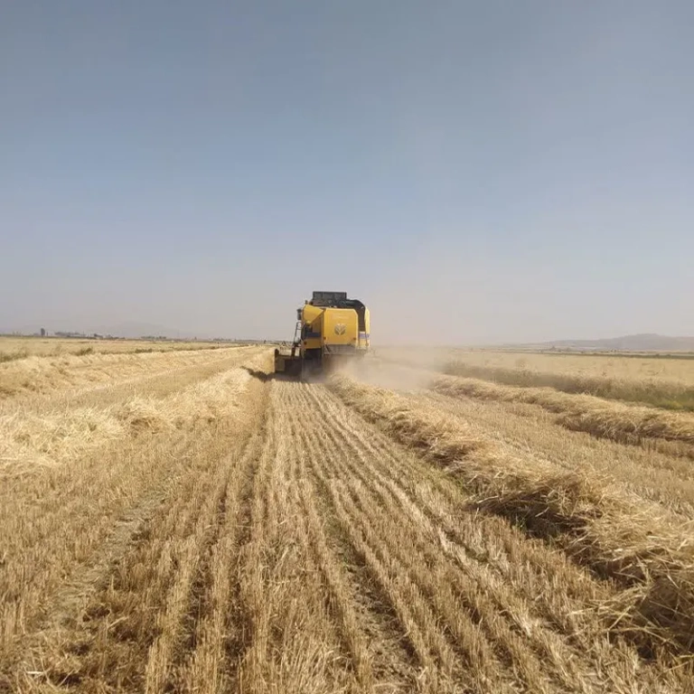 کشاورز الیگودرز